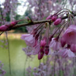 Botanical Gardens
