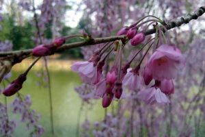 Botanical Gardens
